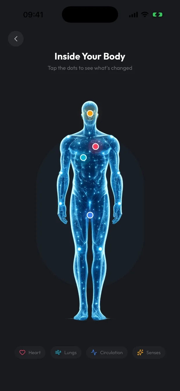 Body view showing the heart, lungs, circulation and senses